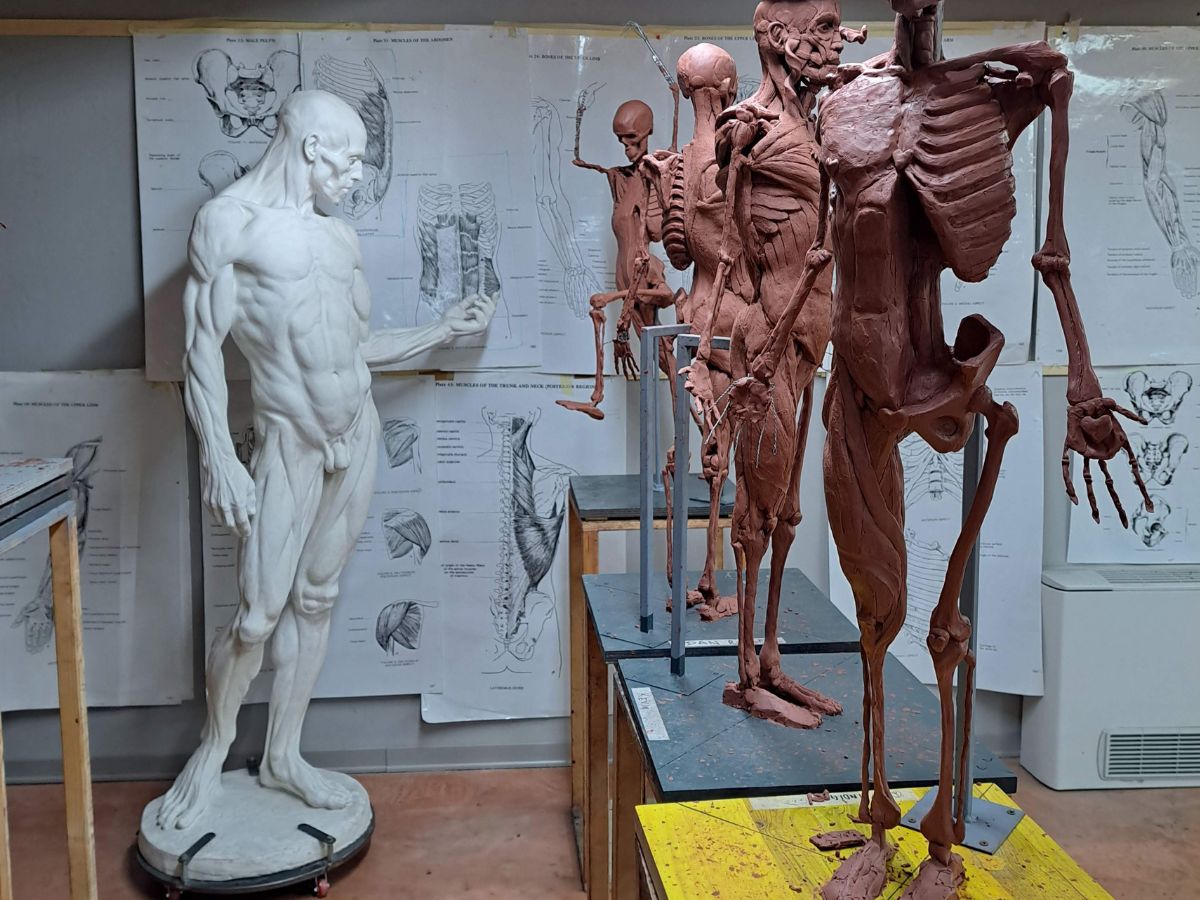 Marie Smith Sculpture - Florence Academy of Art - Ecorche Anatomy Room 2
